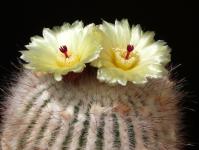 Thumbnail of 0699_Notocactus scopa ruberrima_20150512_01(1).JPG